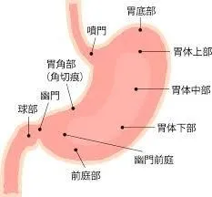 胃もたれは右側、胸焼けは左側を向いて寝る(*^^)v